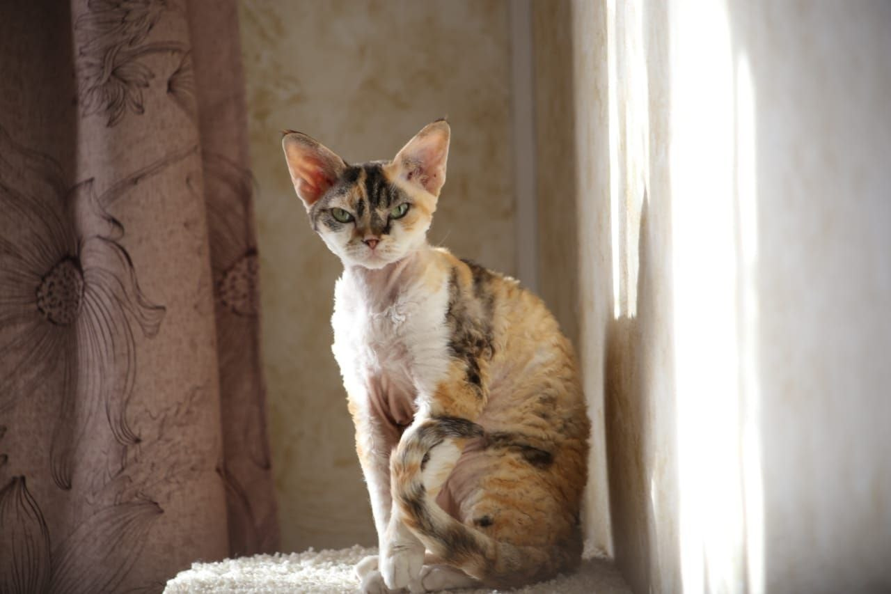 Кошка Ch Heavenly Glances Fayorella DRX f 21 03. Nevskiy Favorite — питомник девон-рексов в Санкт-Петербурге|Москве. Здоровые, ласковые и редкие котята