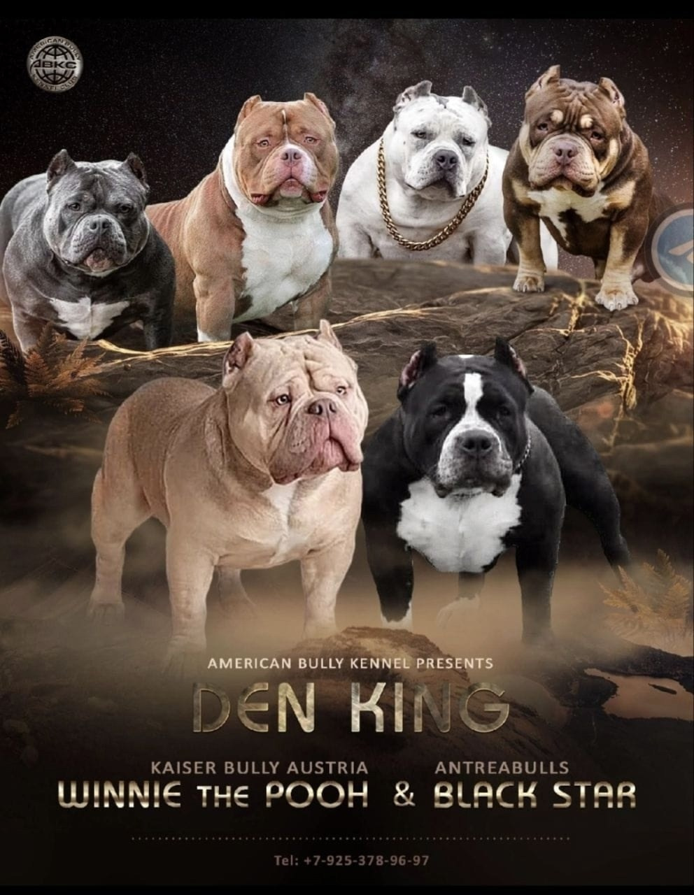 презентация американского булли 