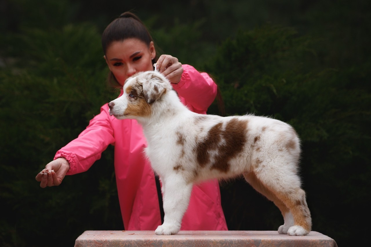 Отзывы. Фотограф-анималист в Калуге Мария Шерскова