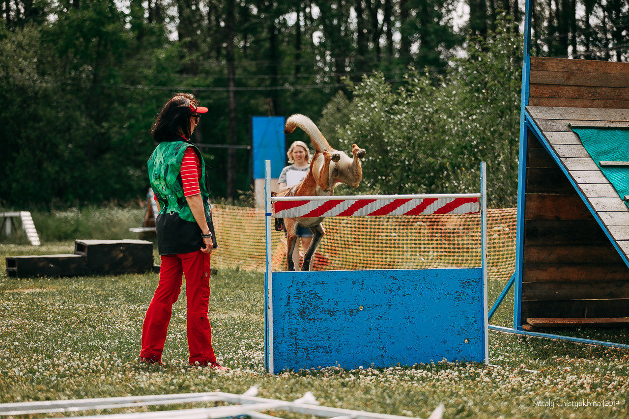 Соревнования по мондьорингу. Фотограф-анималист Наталия Чистюхина в г. Сосновый Бор и ЛО