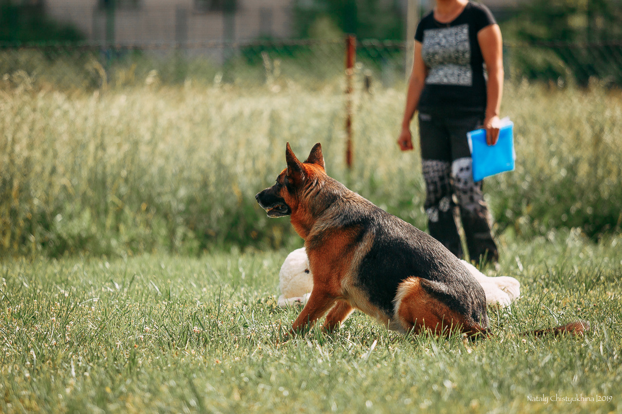 Соревнования по мондьорингу. Фотограф-анималист Наталия Чистюхина в г. Сосновый Бор и ЛО