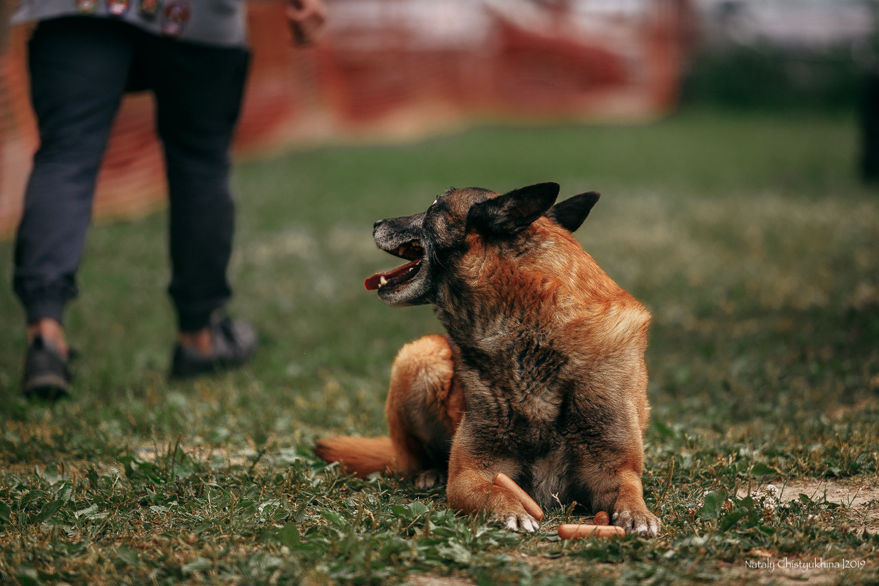 Соревнования по мондьорингу. Фотограф-анималист Наталия Чистюхина в г. Сосновый Бор и ЛО