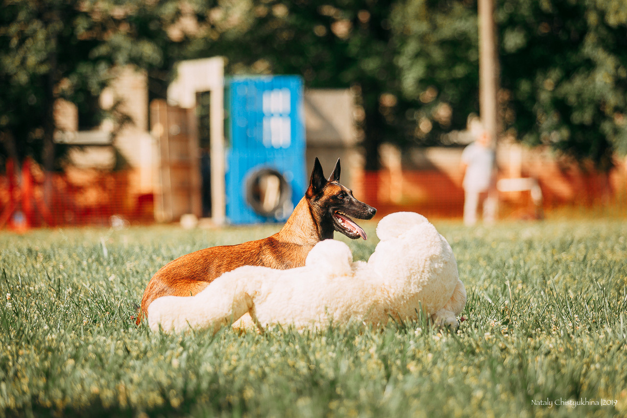 Соревнования по мондьорингу. Фотограф-анималист Наталия Чистюхина в г. Сосновый Бор и ЛО