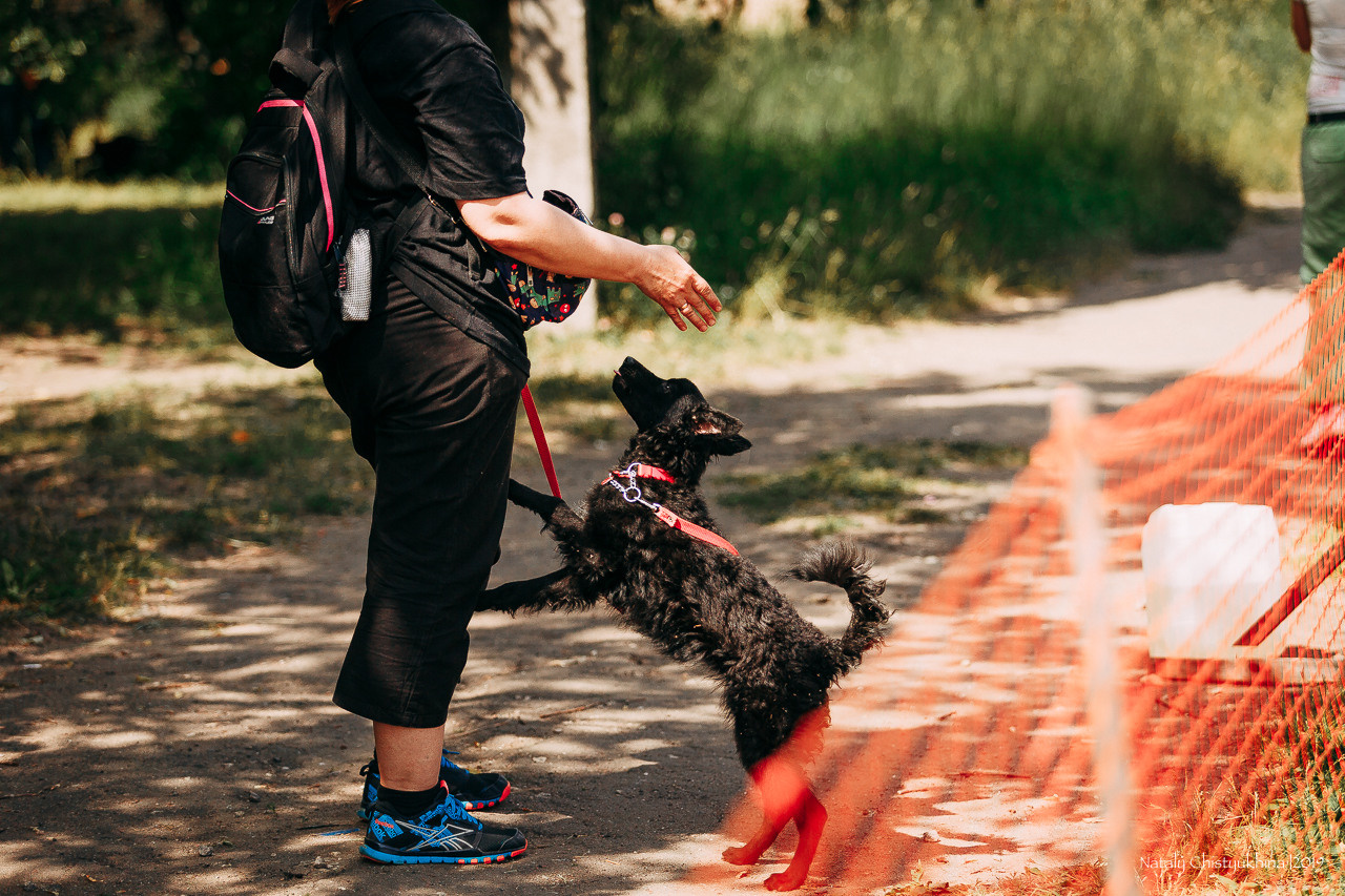 Соревнования по мондьорингу. Фотограф-анималист Наталия Чистюхина в г. Сосновый Бор и ЛО