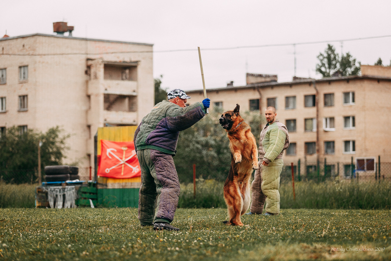 Соревнования БРР. Фотограф-анималист Наталия Чистюхина в г. Сосновый Бор и ЛО