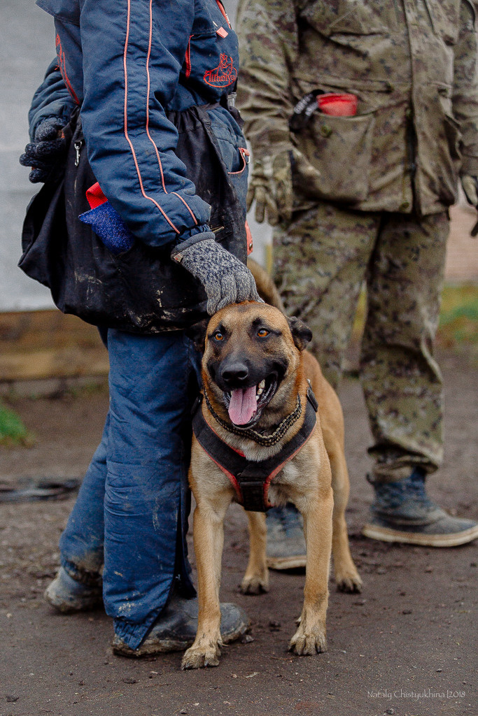 Семинары по мондио. Фотограф-анималист Наталия Чистюхина в г. Сосновый Бор и ЛО