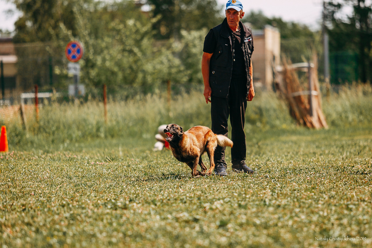 Соревнования по мондьорингу. Фотограф-анималист Наталия Чистюхина в г. Сосновый Бор и ЛО