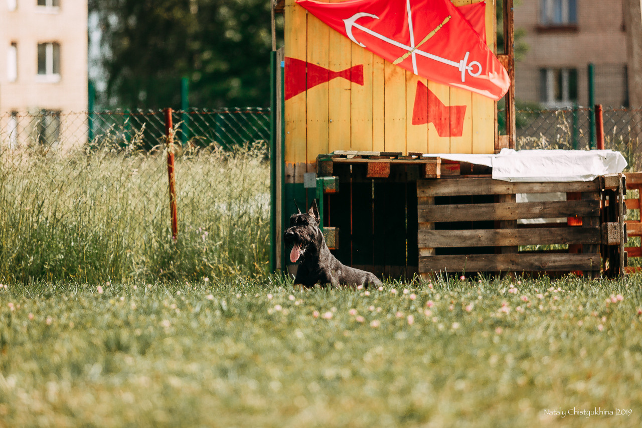 Соревнования по мондьорингу. Фотограф-анималист Наталия Чистюхина в г. Сосновый Бор и ЛО