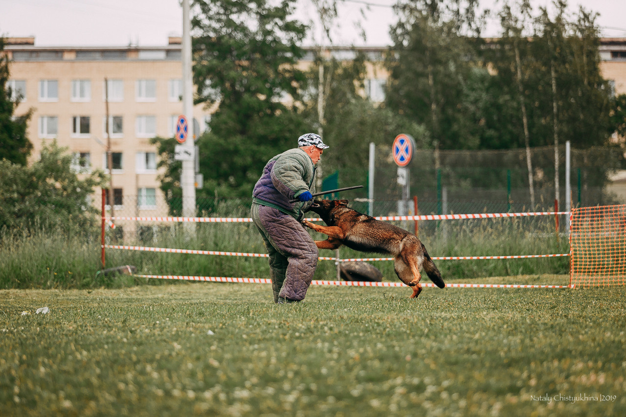 Соревнования БРР. Фотограф-анималист Наталия Чистюхина в г. Сосновый Бор и ЛО