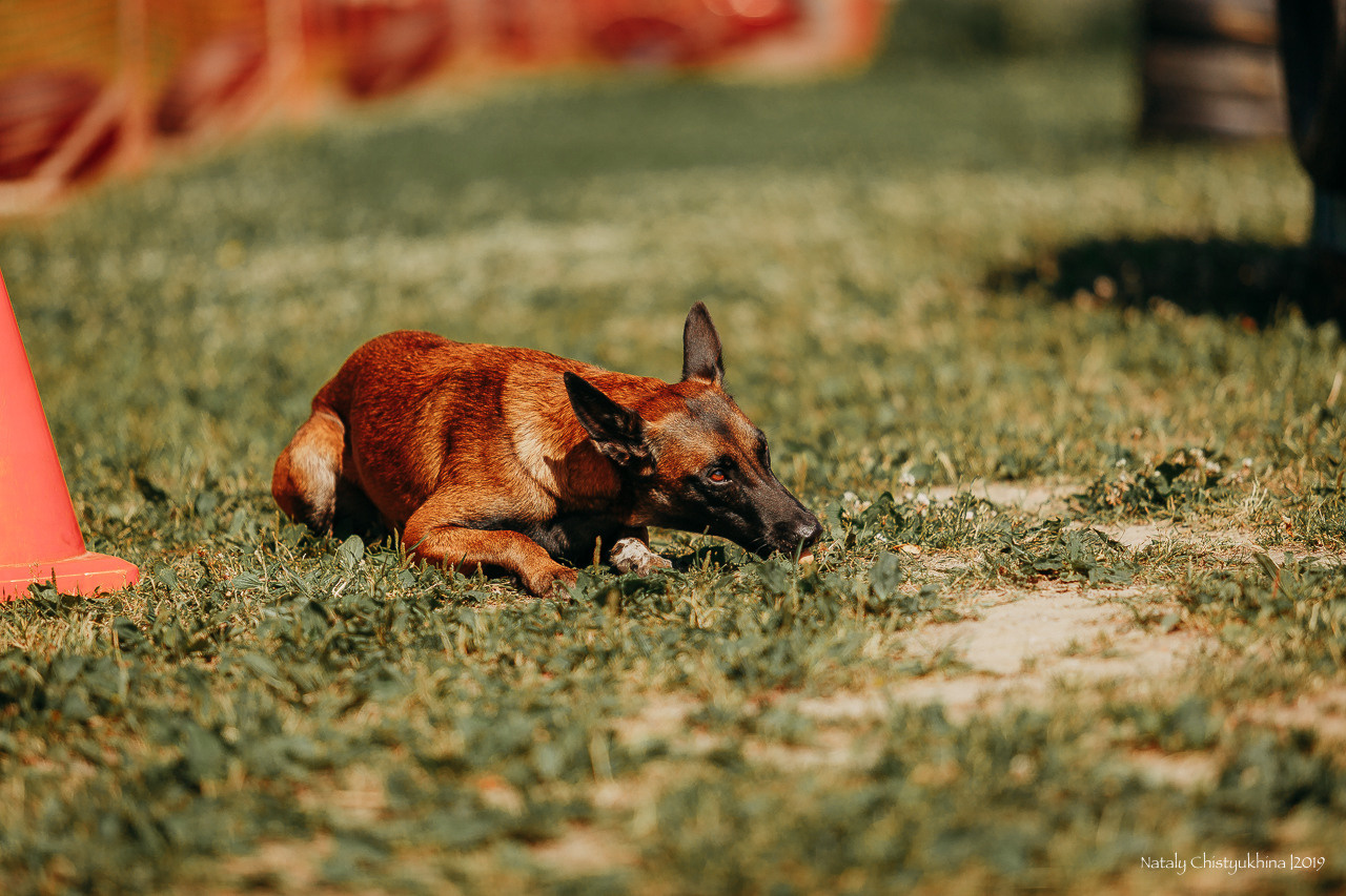 Соревнования по мондьорингу. Фотограф-анималист Наталия Чистюхина в г. Сосновый Бор и ЛО