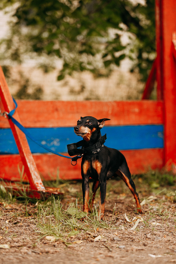Соревнования БРР. Фотограф-анималист Наталия Чистюхина в г. Сосновый Бор и ЛО