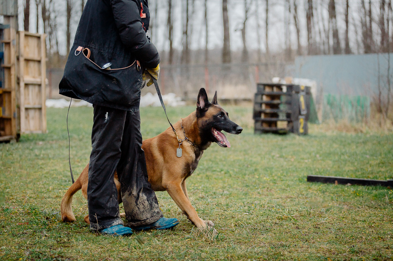Семинары по мондио. Фотограф-анималист Наталия Чистюхина в г. Сосновый Бор и ЛО