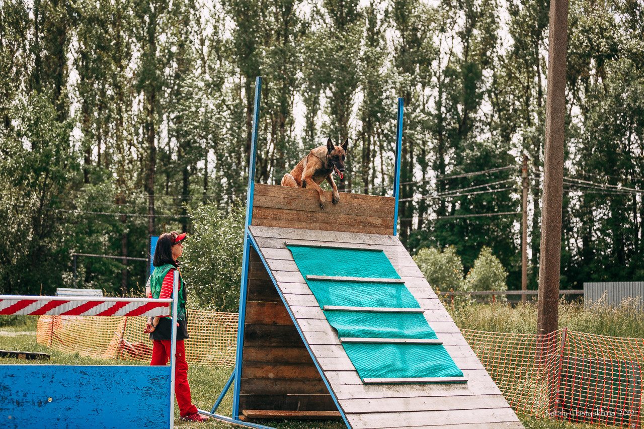 Соревнования по мондьорингу. Фотограф-анималист Наталия Чистюхина в г. Сосновый Бор и ЛО