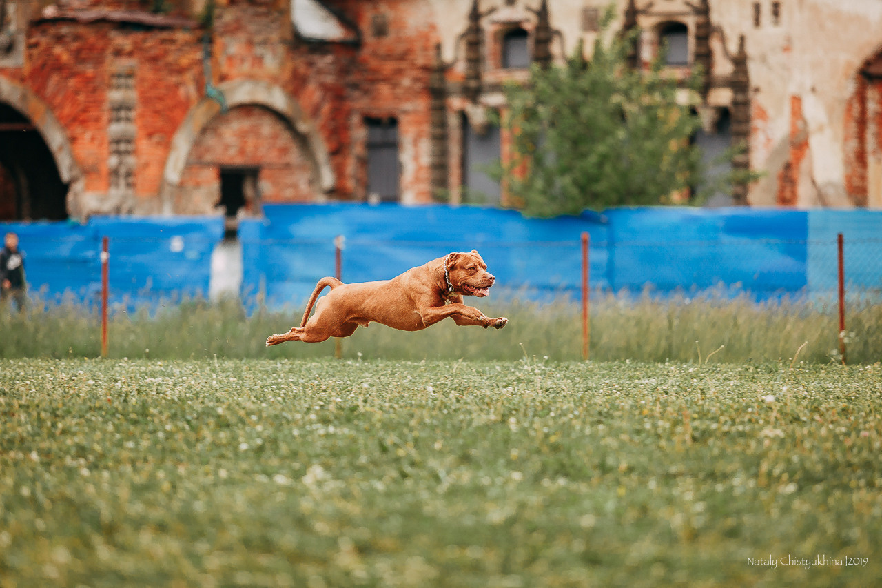 Соревнования БРР. Фотограф-анималист Наталия Чистюхина в г. Сосновый Бор и ЛО