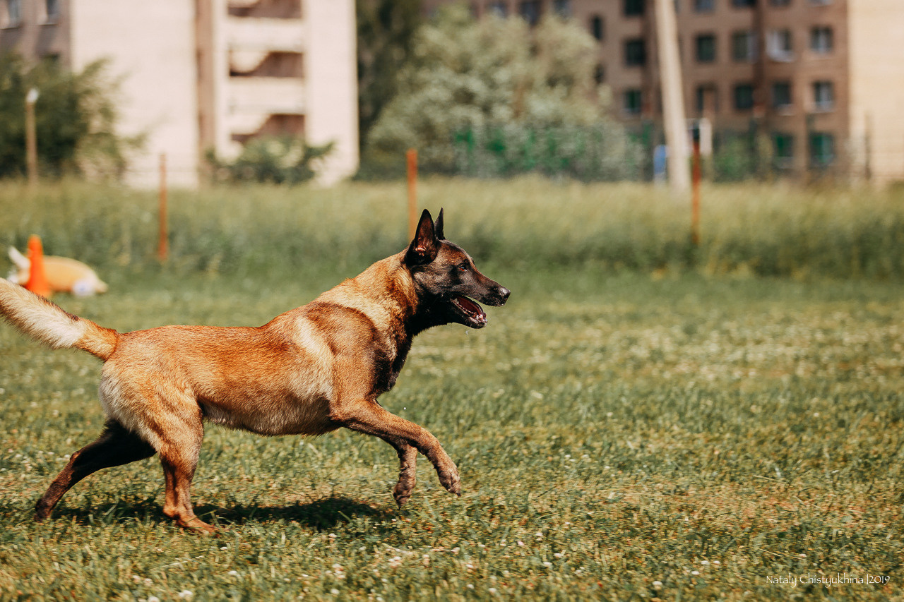 Соревнования по мондьорингу. Фотограф-анималист Наталия Чистюхина в г. Сосновый Бор и ЛО