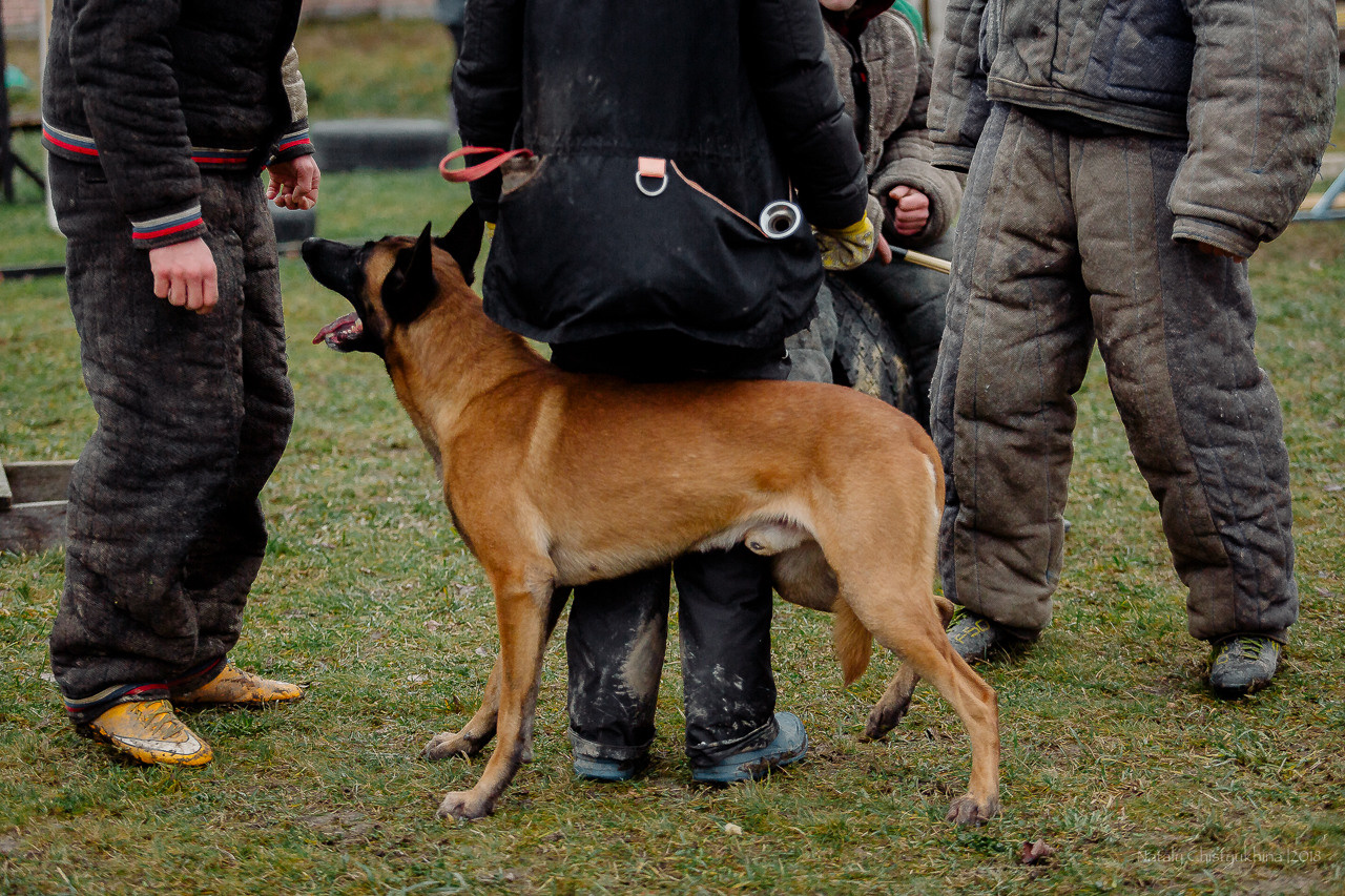 Семинары по мондио. Фотограф-анималист Наталия Чистюхина в г. Сосновый Бор и ЛО