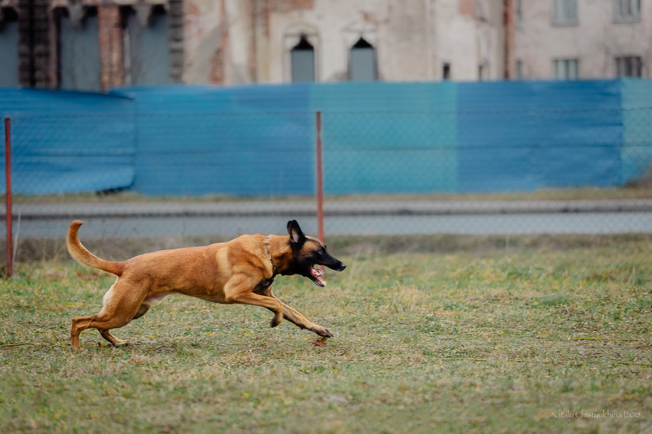 Семинары по мондио. Фотограф-анималист Наталия Чистюхина в г. Сосновый Бор и ЛО