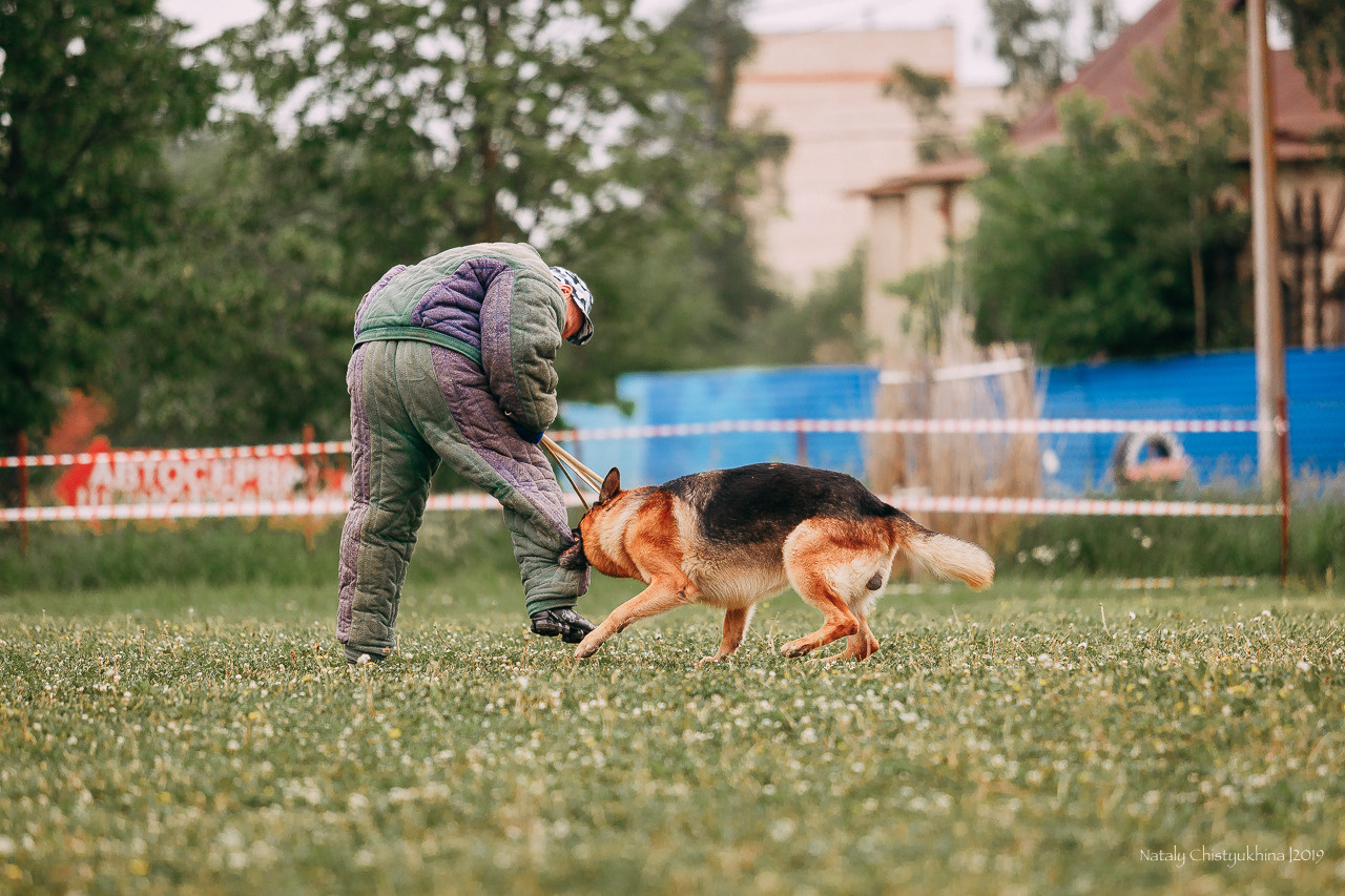 Соревнования БРР. Фотограф-анималист Наталия Чистюхина в г. Сосновый Бор и ЛО