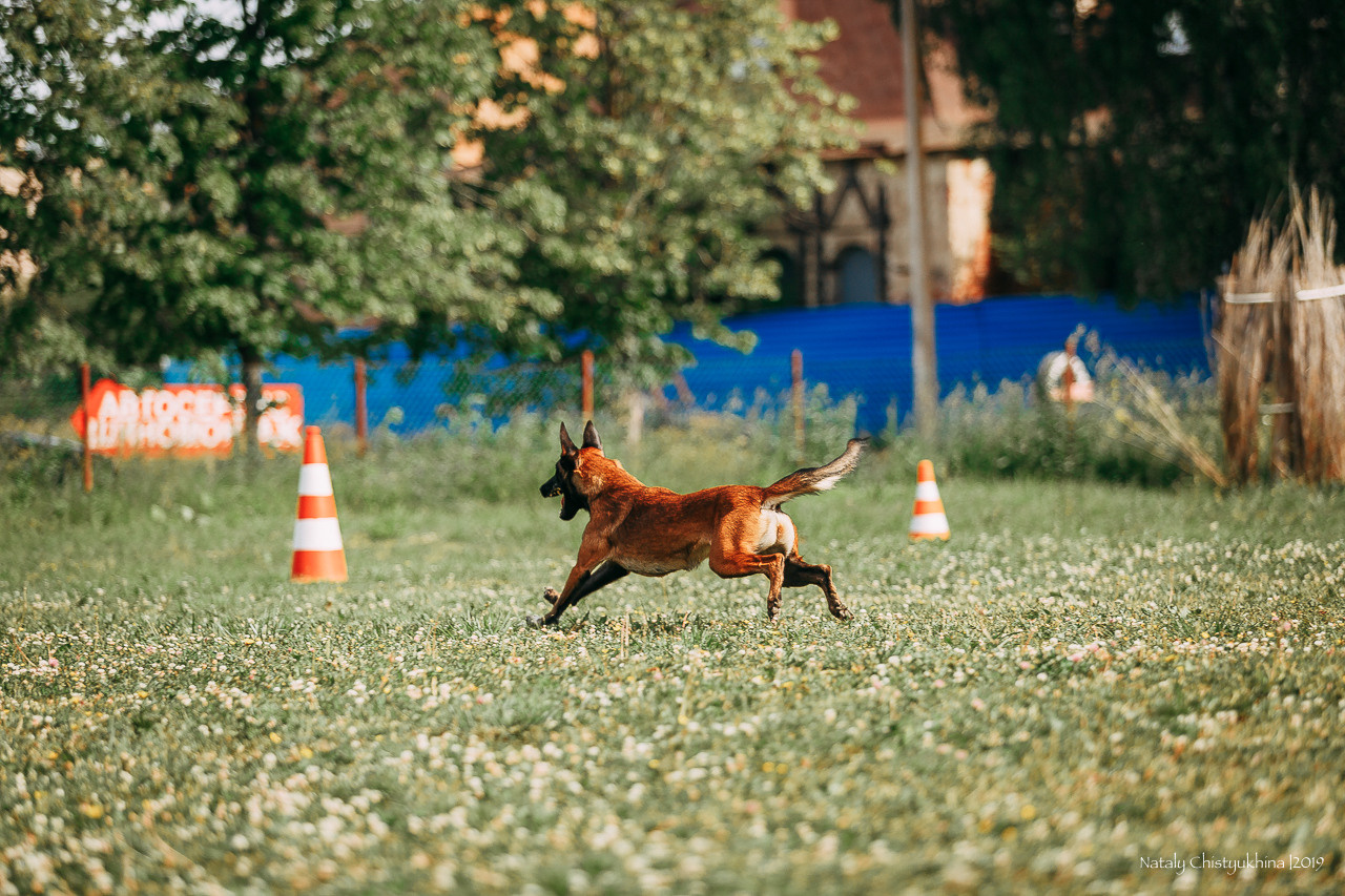 Соревнования по мондьорингу. Фотограф-анималист Наталия Чистюхина в г. Сосновый Бор и ЛО
