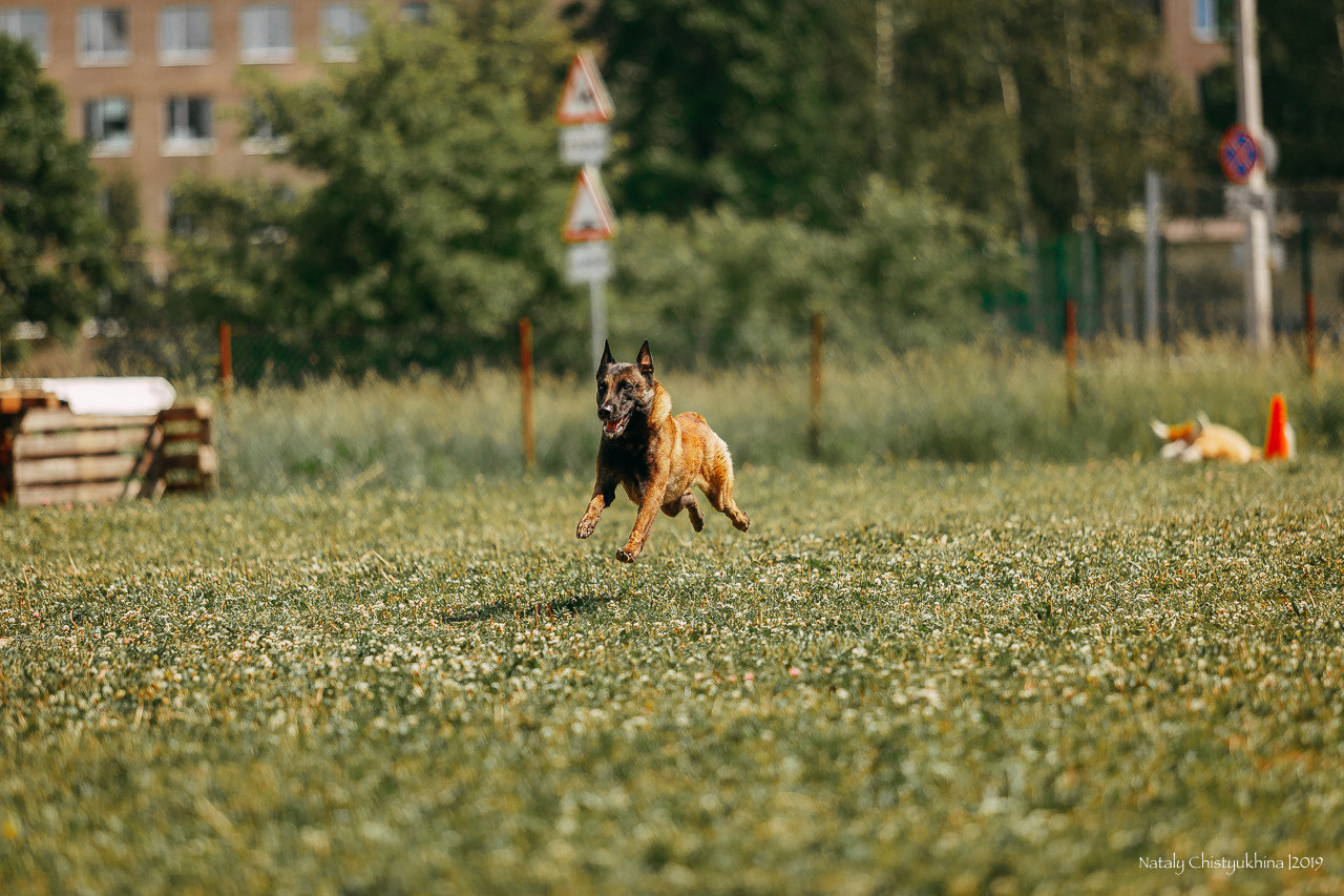 Соревнования по мондьорингу. Фотограф-анималист Наталия Чистюхина в г. Сосновый Бор и ЛО
