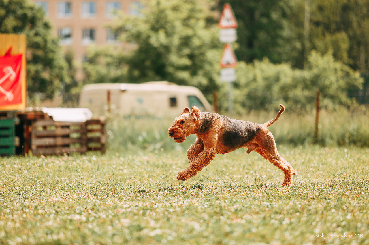 Соревнования по мондьорингу. Фотограф-анималист Наталия Чистюхина в г. Сосновый Бор и ЛО