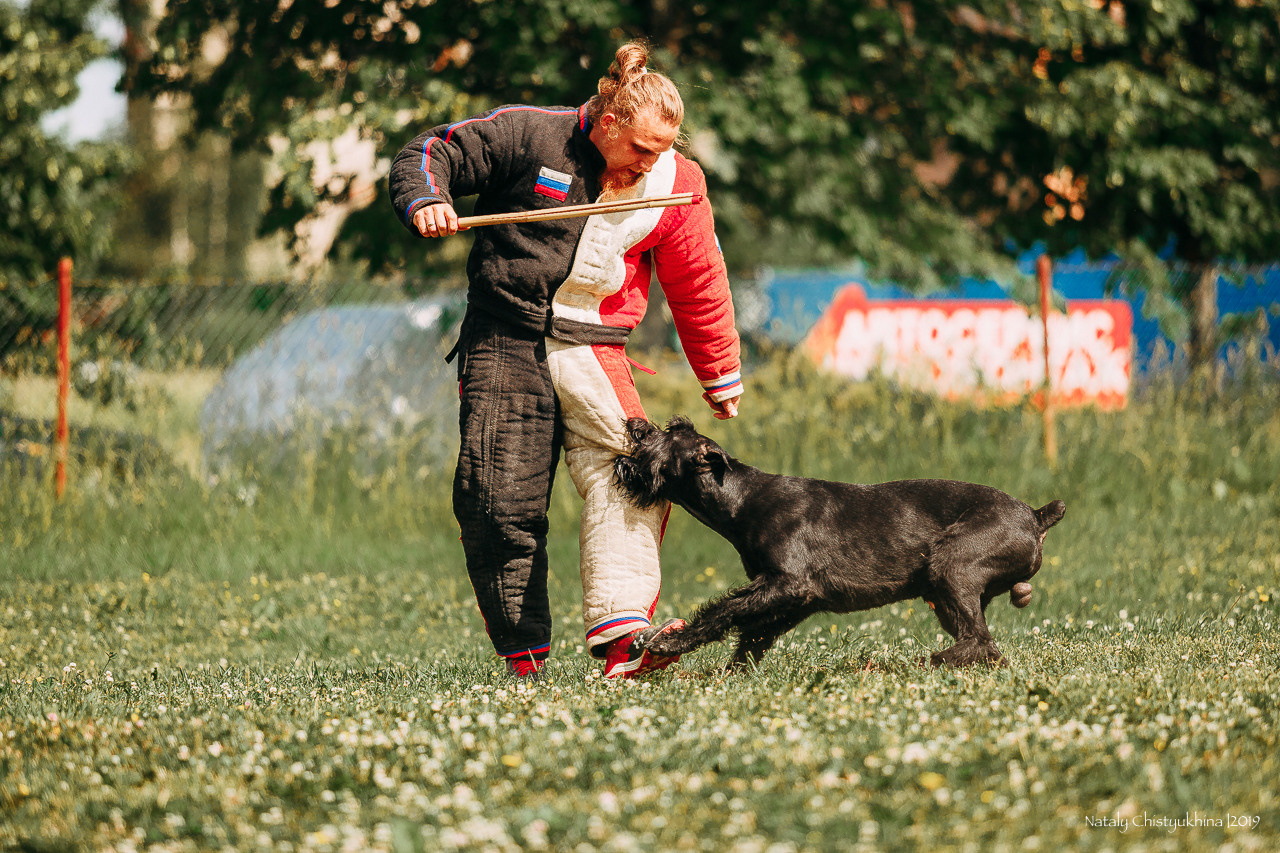 Соревнования по мондьорингу. Фотограф-анималист Наталия Чистюхина в г. Сосновый Бор и ЛО