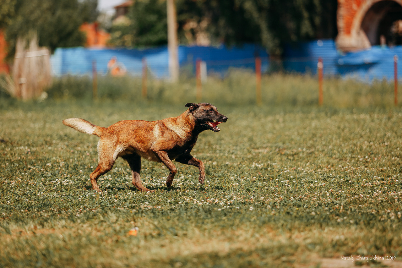 Соревнования по мондьорингу. Фотограф-анималист Наталия Чистюхина в г. Сосновый Бор и ЛО