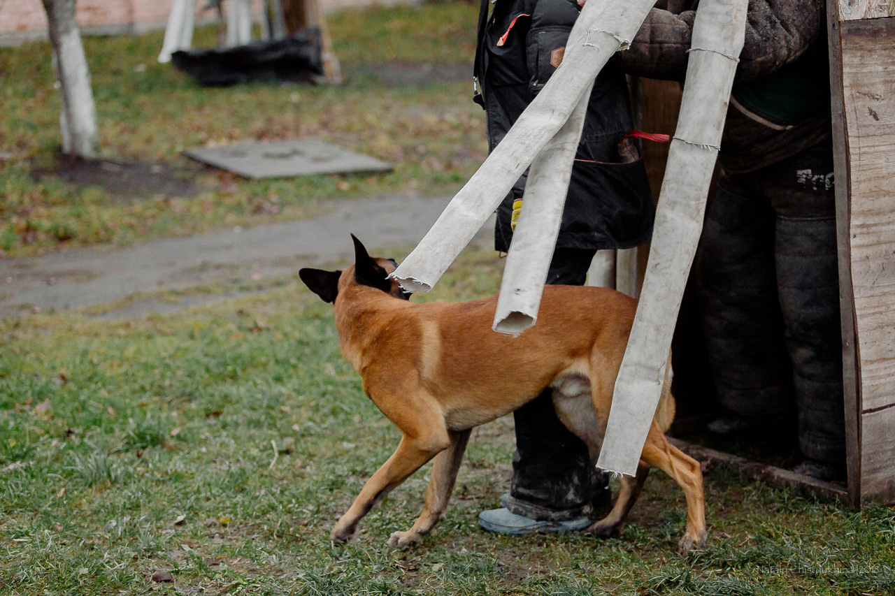 Семинары по мондио. Фотограф-анималист Наталия Чистюхина в г. Сосновый Бор и ЛО