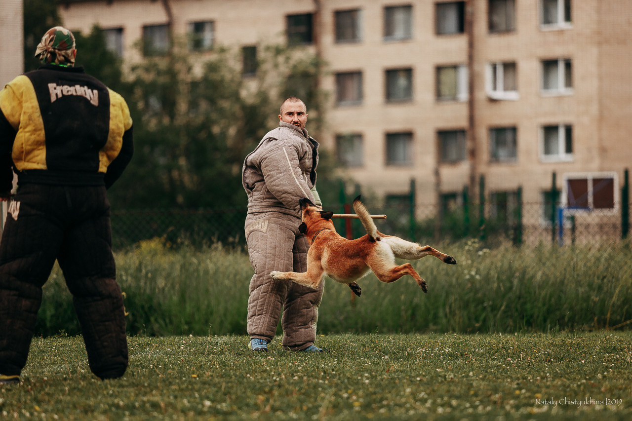Соревнования БРР. Фотограф-анималист Наталия Чистюхина в г. Сосновый Бор и ЛО