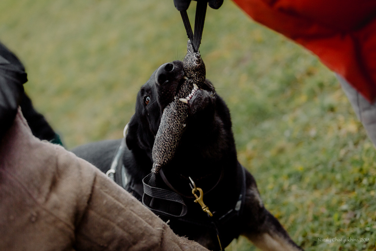 Семинары по мондио. Фотограф-анималист Наталия Чистюхина в г. Сосновый Бор и ЛО