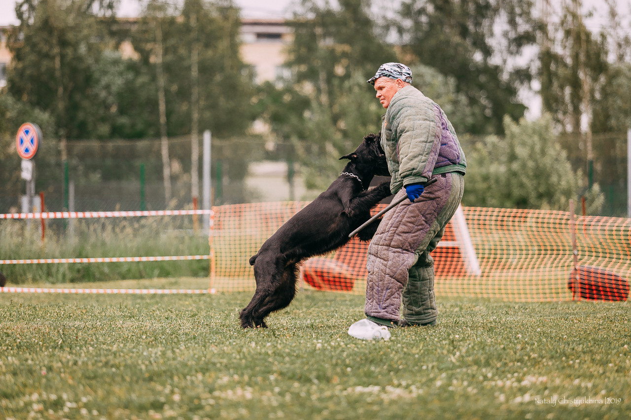 Соревнования БРР. Фотограф-анималист Наталия Чистюхина в г. Сосновый Бор и ЛО