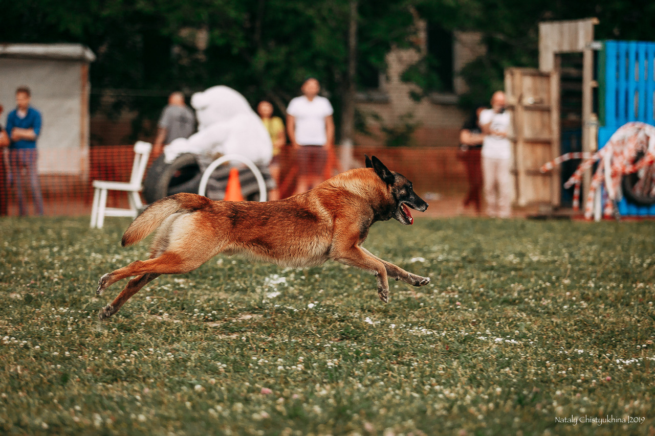 Соревнования по мондьорингу. Фотограф-анималист Наталия Чистюхина в г. Сосновый Бор и ЛО