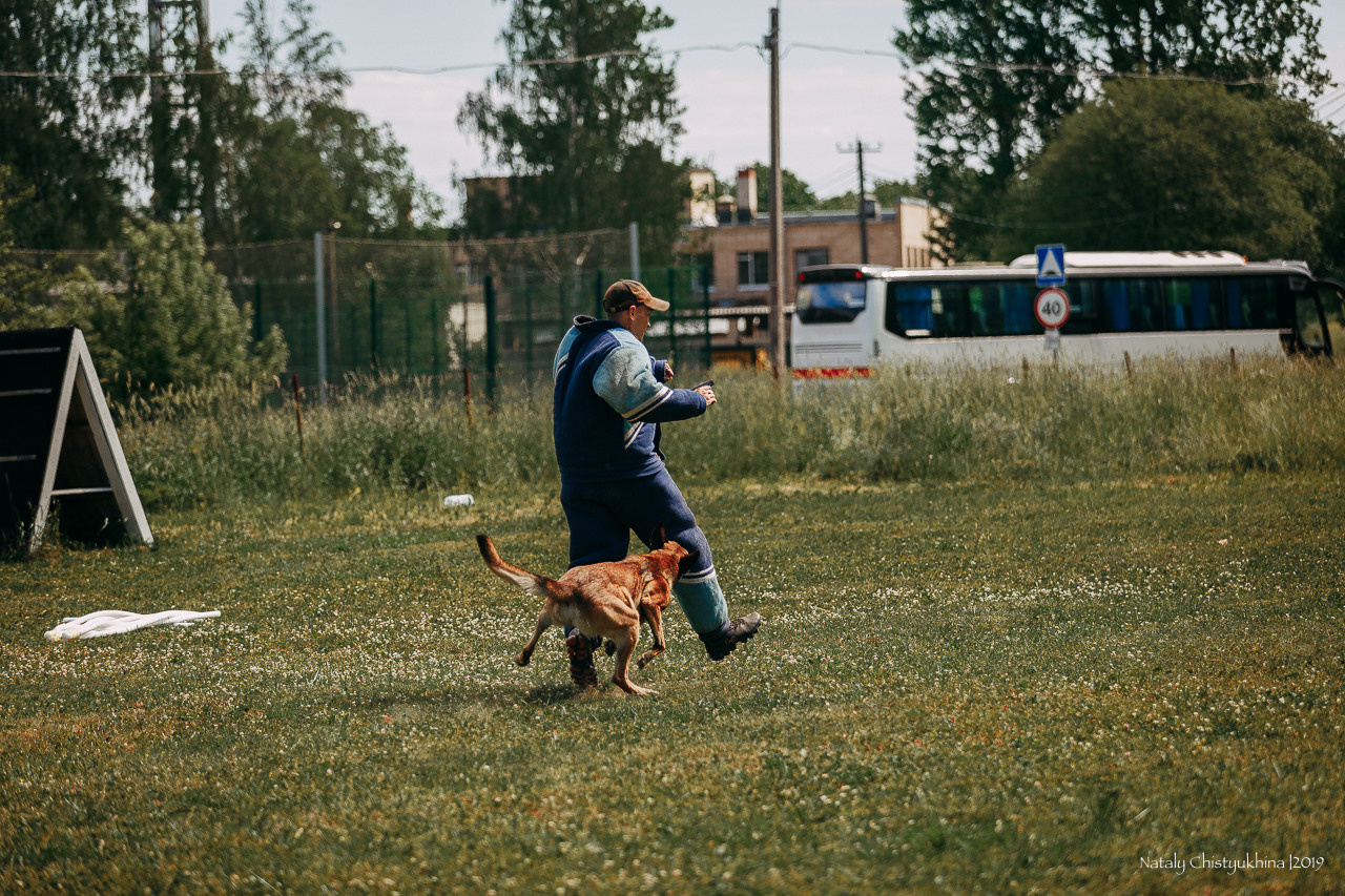Соревнования по мондьорингу. Фотограф-анималист Наталия Чистюхина в г. Сосновый Бор и ЛО