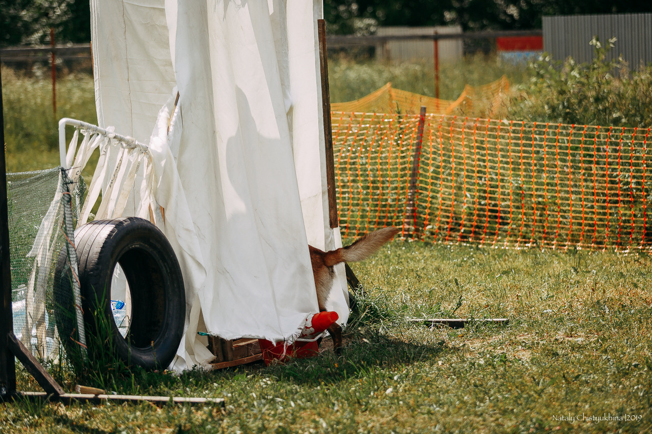 Соревнования по мондьорингу. Фотограф-анималист Наталия Чистюхина в г. Сосновый Бор и ЛО
