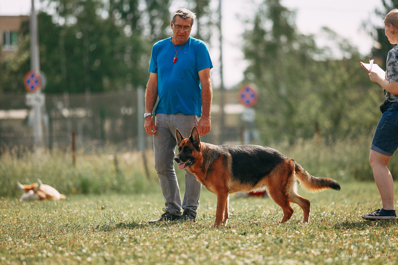 Соревнования по мондьорингу. Фотограф-анималист Наталия Чистюхина в г. Сосновый Бор и ЛО