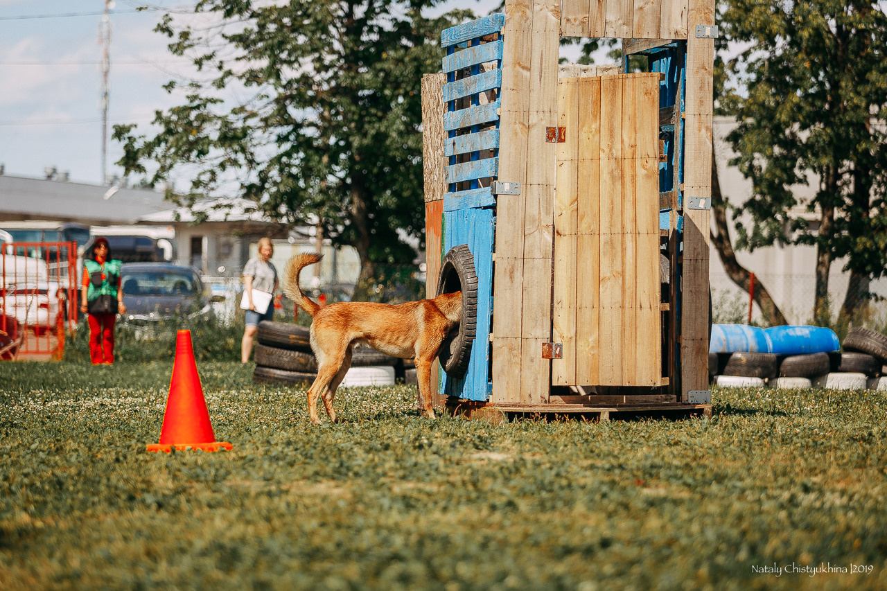 Соревнования по мондьорингу. Фотограф-анималист Наталия Чистюхина в г. Сосновый Бор и ЛО