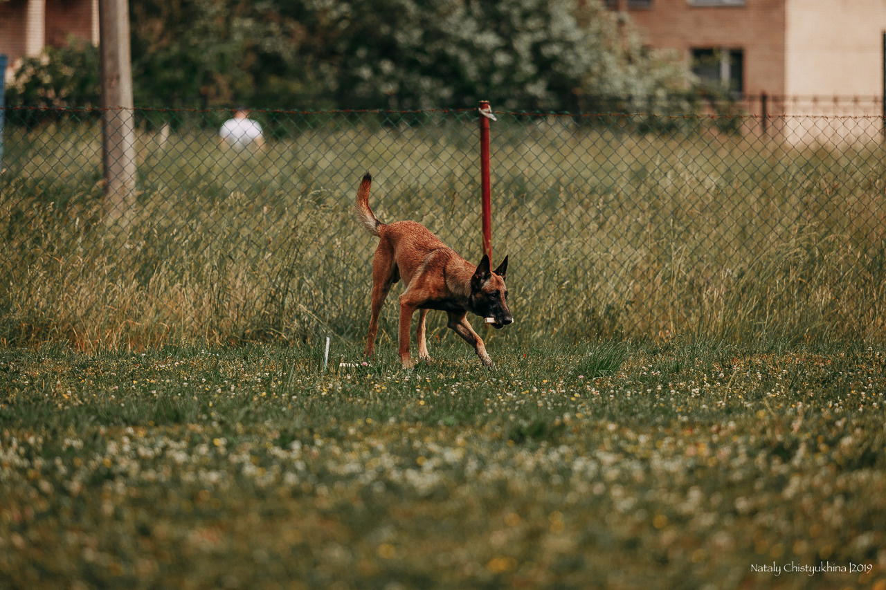 Соревнования по мондьорингу. Фотограф-анималист Наталия Чистюхина в г. Сосновый Бор и ЛО