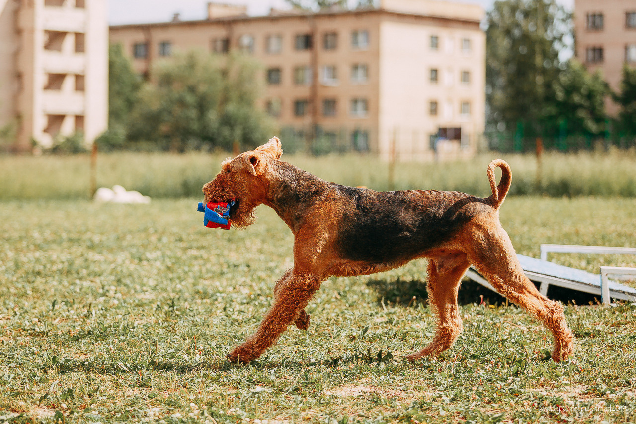 Соревнования по мондьорингу. Фотограф-анималист Наталия Чистюхина в г. Сосновый Бор и ЛО