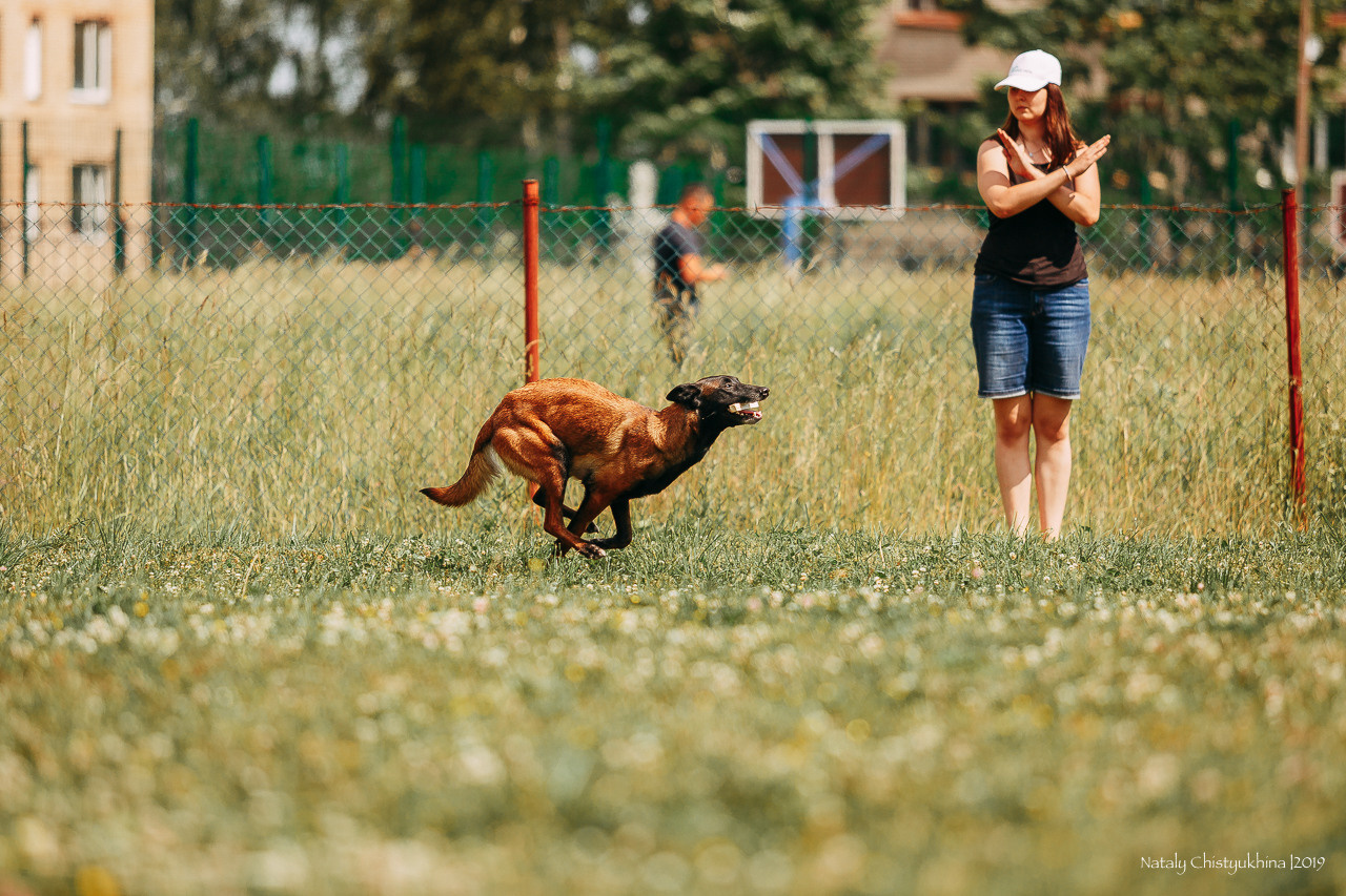 Соревнования по мондьорингу. Фотограф-анималист Наталия Чистюхина в г. Сосновый Бор и ЛО