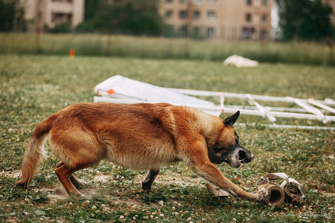 Соревнования по мондьорингу. Фотограф-анималист Наталия Чистюхина в г. Сосновый Бор и ЛО