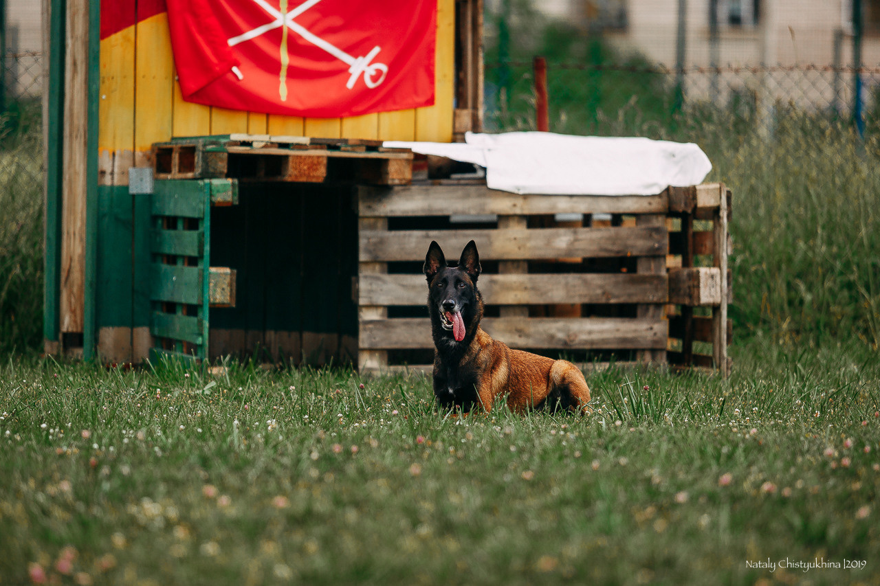 Соревнования по мондьорингу. Фотограф-анималист Наталия Чистюхина в г. Сосновый Бор и ЛО