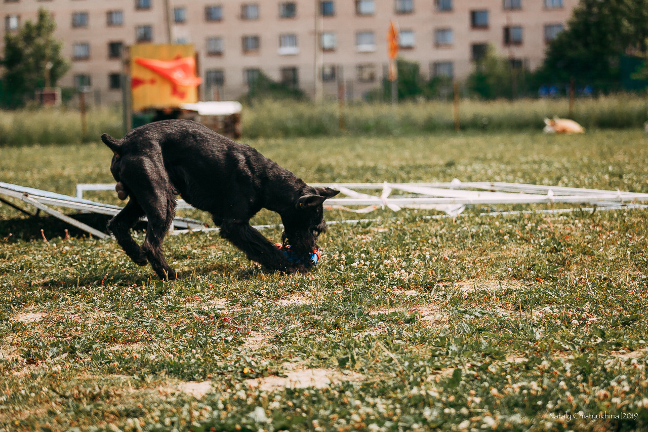 Соревнования по мондьорингу. Фотограф-анималист Наталия Чистюхина в г. Сосновый Бор и ЛО
