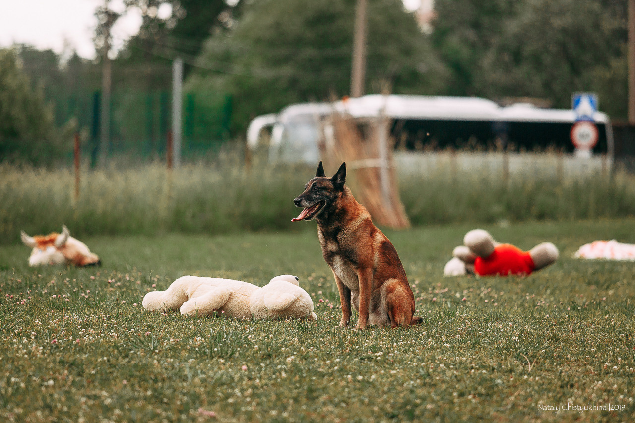 Соревнования по мондьорингу. Фотограф-анималист Наталия Чистюхина в г. Сосновый Бор и ЛО