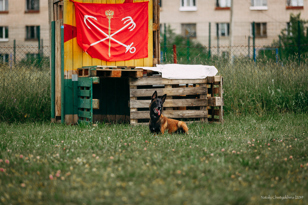 Соревнования по мондьорингу. Фотограф-анималист Наталия Чистюхина в г. Сосновый Бор и ЛО