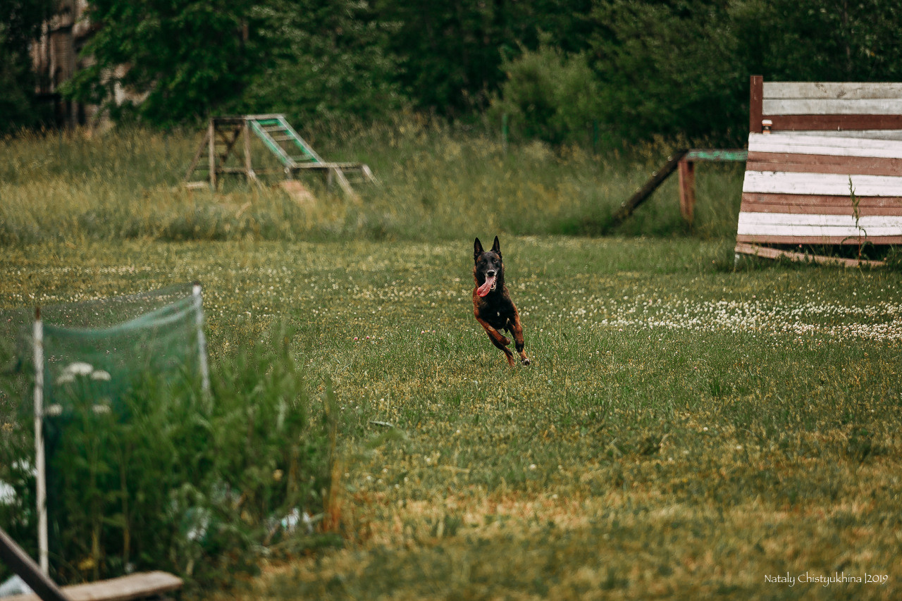 Соревнования по мондьорингу. Фотограф-анималист Наталия Чистюхина в г. Сосновый Бор и ЛО