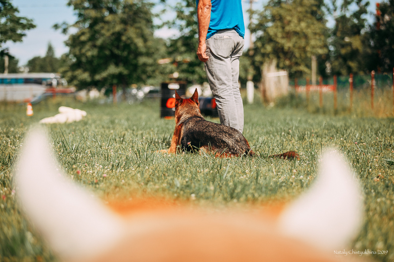 Соревнования по мондьорингу. Фотограф-анималист Наталия Чистюхина в г. Сосновый Бор и ЛО