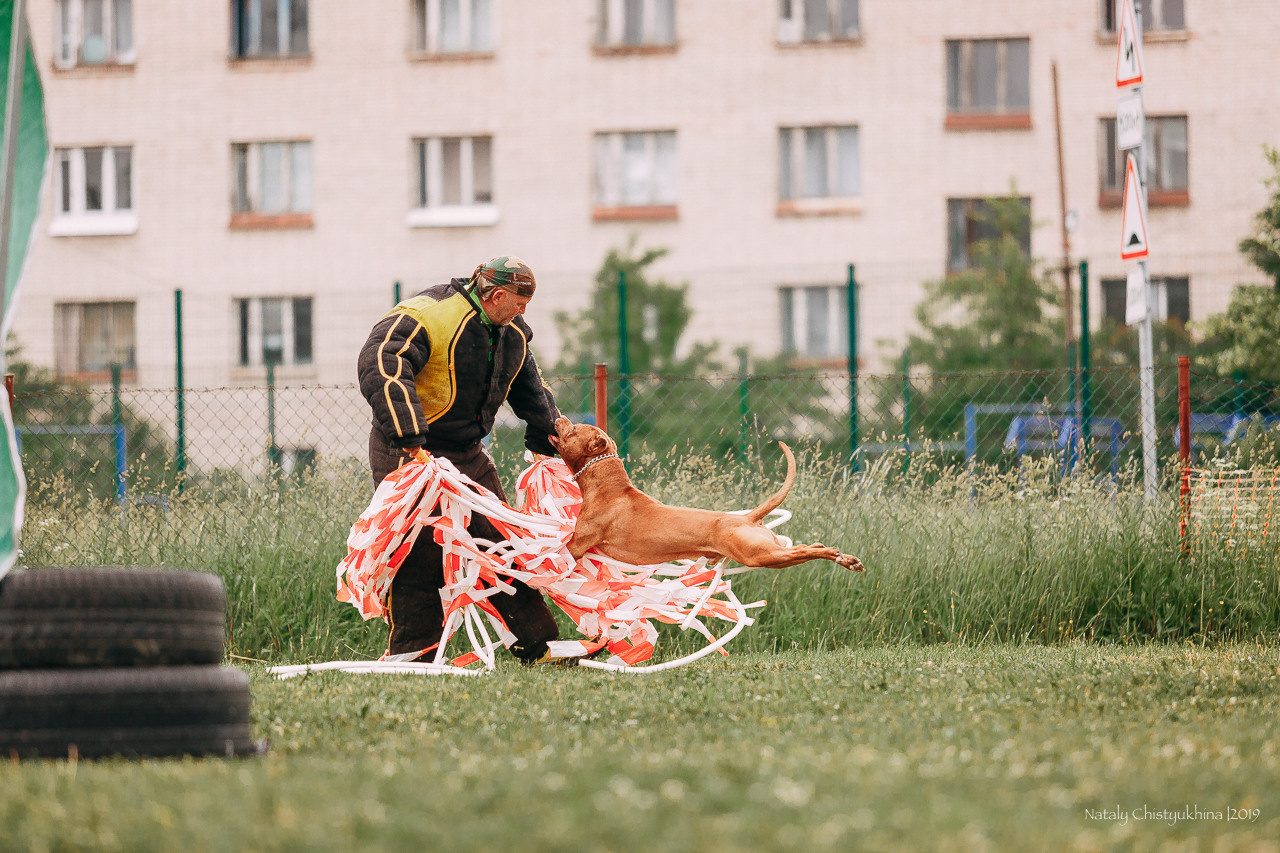 Соревнования БРР. Фотограф-анималист Наталия Чистюхина в г. Сосновый Бор и ЛО