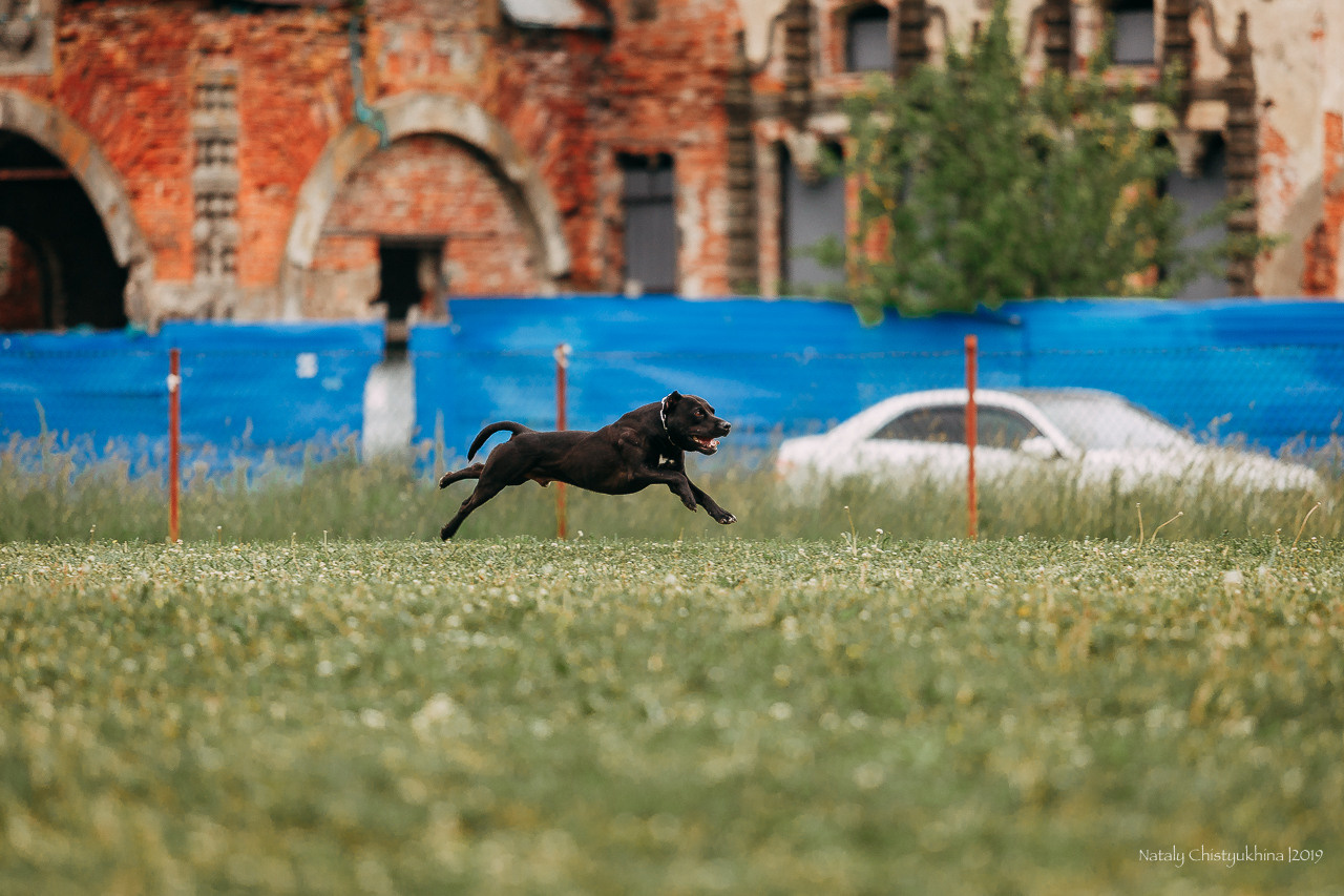 Соревнования БРР. Фотограф-анималист Наталия Чистюхина в г. Сосновый Бор и ЛО