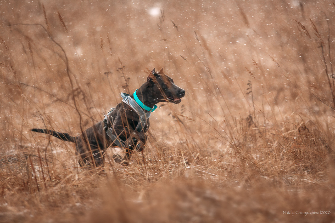 Курсинг. Колтуши. Фотограф-анималист Наталия Чистюхина в г. Сосновый Бор и ЛО