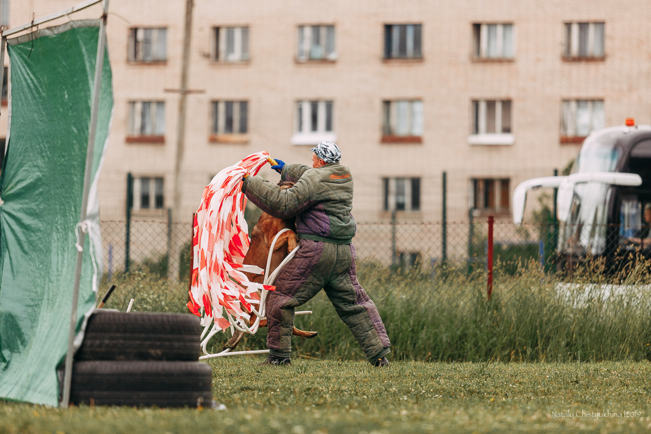 Соревнования БРР. Фотограф-анималист Наталия Чистюхина в г. Сосновый Бор и ЛО